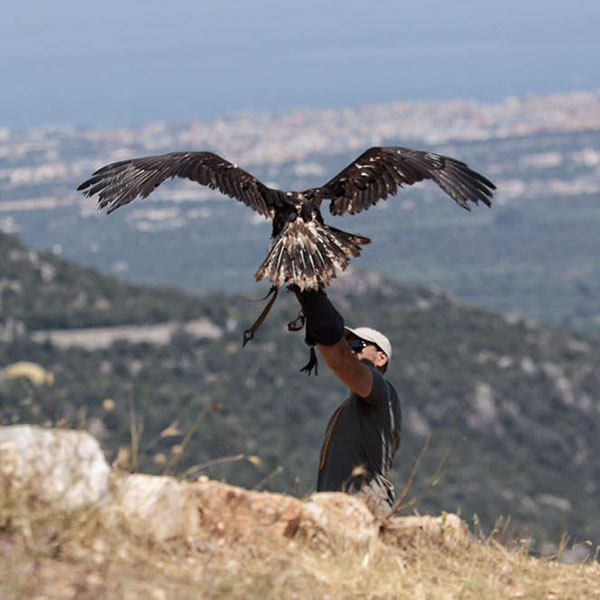 VOLO DELL’ AQUILA NELLE MERAVIGLIOSE CAMPAGNE PUGLIESI