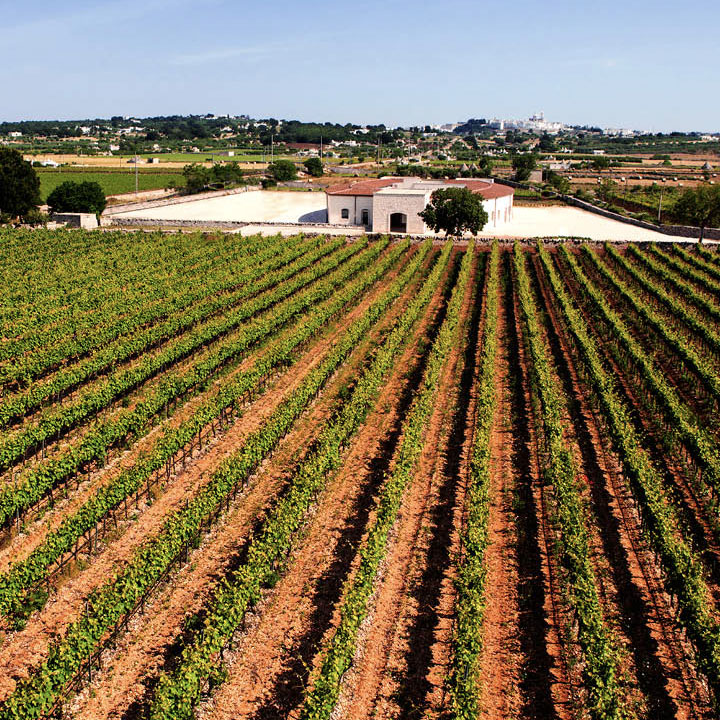 WINE TOUR IN VALLE D’ ITRIA