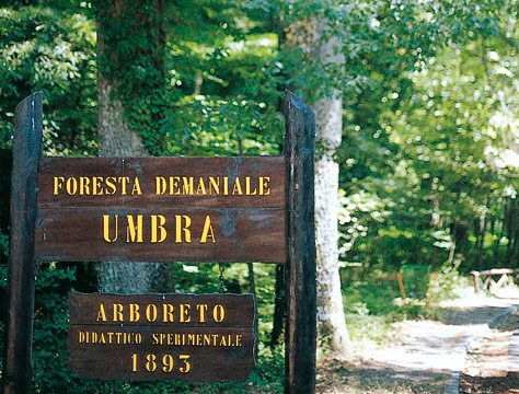 TOUR DELLA FORESTA UMBRA